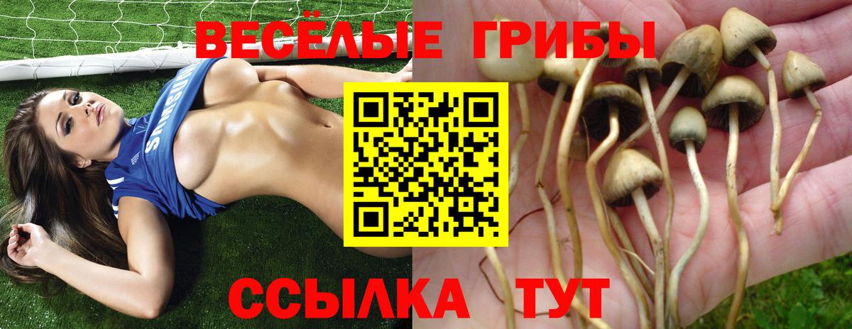 Псилоцибиновые грибы Psilocybe  Вход с VPN  Сибай 