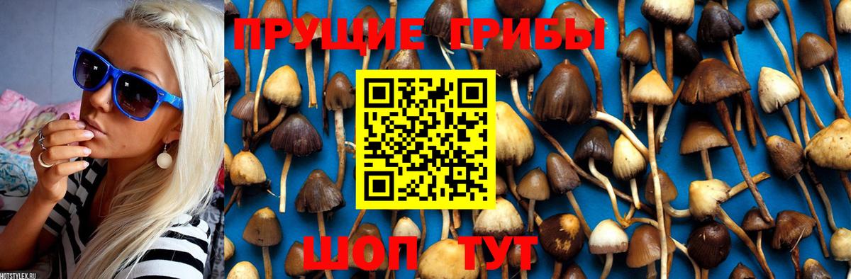 Псилоцибиновые грибы мицелий Сибай